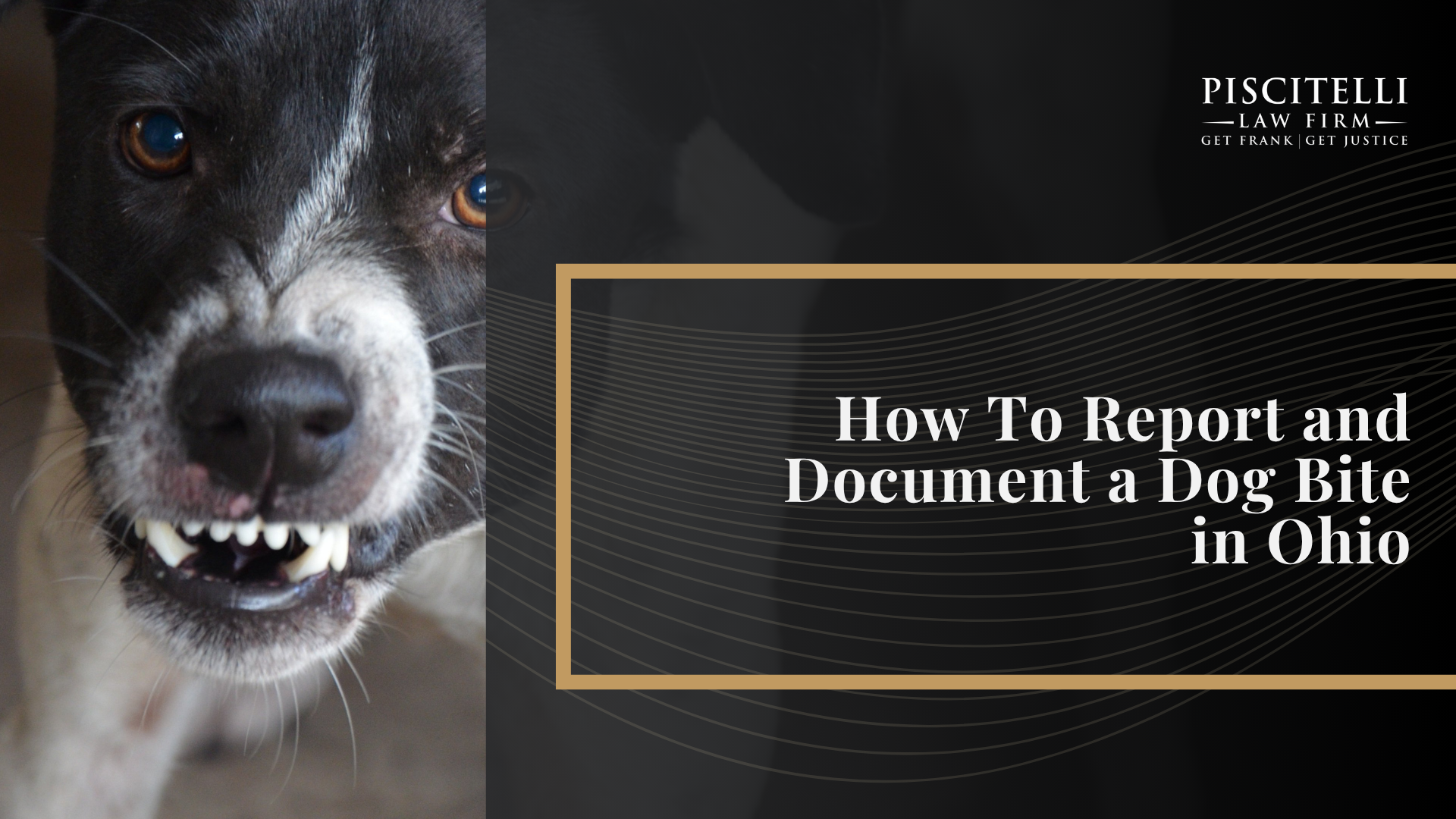 What To Do After a Dog Bite in Ohio; Understanding Ohio Dog Bite Law; Common Dog Bite Injuries and Their Long-Term Effects; Is a Dog Bite a Criminal Offense or a Minor Misdemeanor in Ohio; What You Can Recover After a Dog Attack in Ohio; How To Report and Document a Dog Bite in Ohio