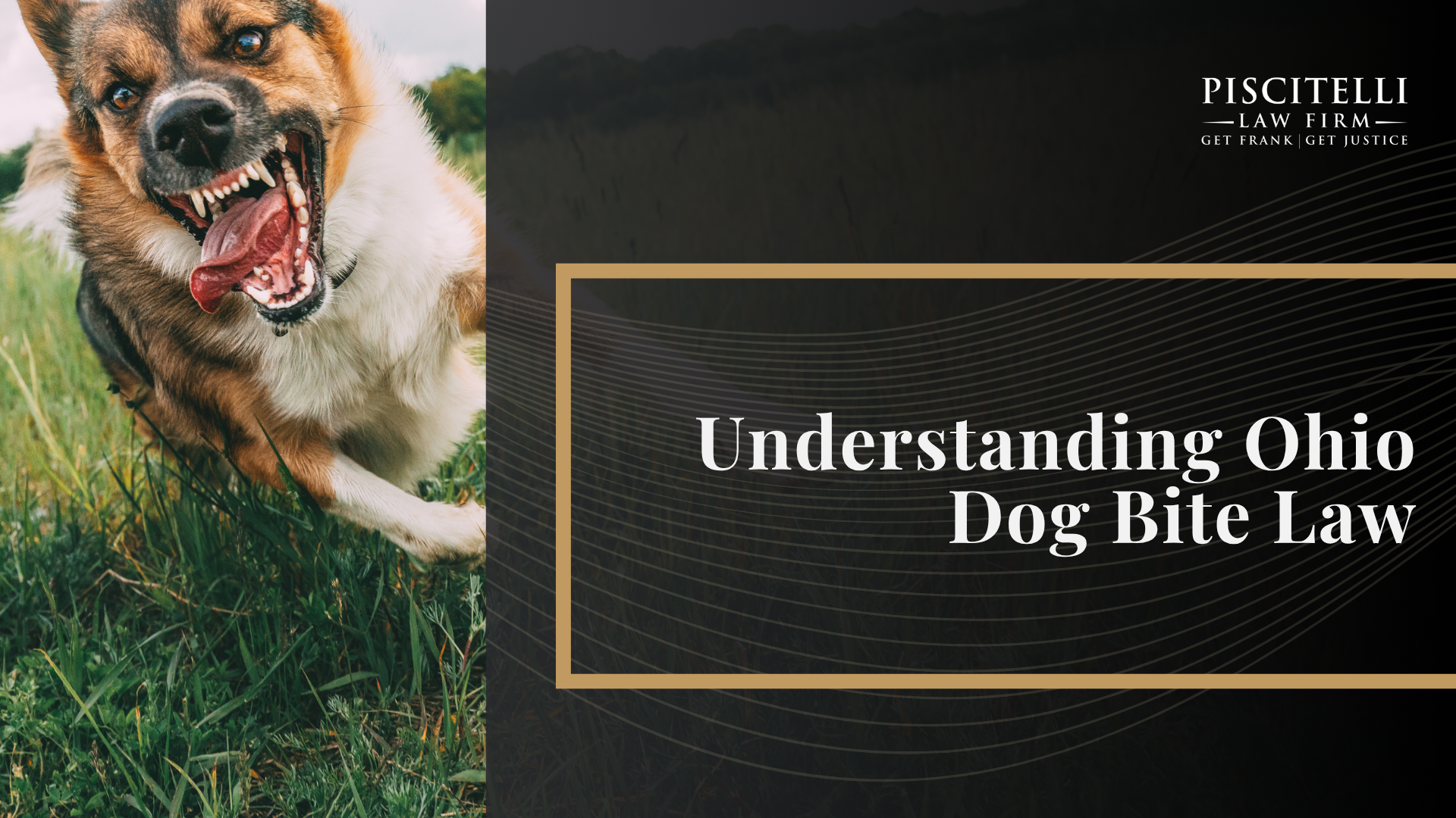 What To Do After a Dog Bite in Ohio; Understanding Ohio Dog Bite Law